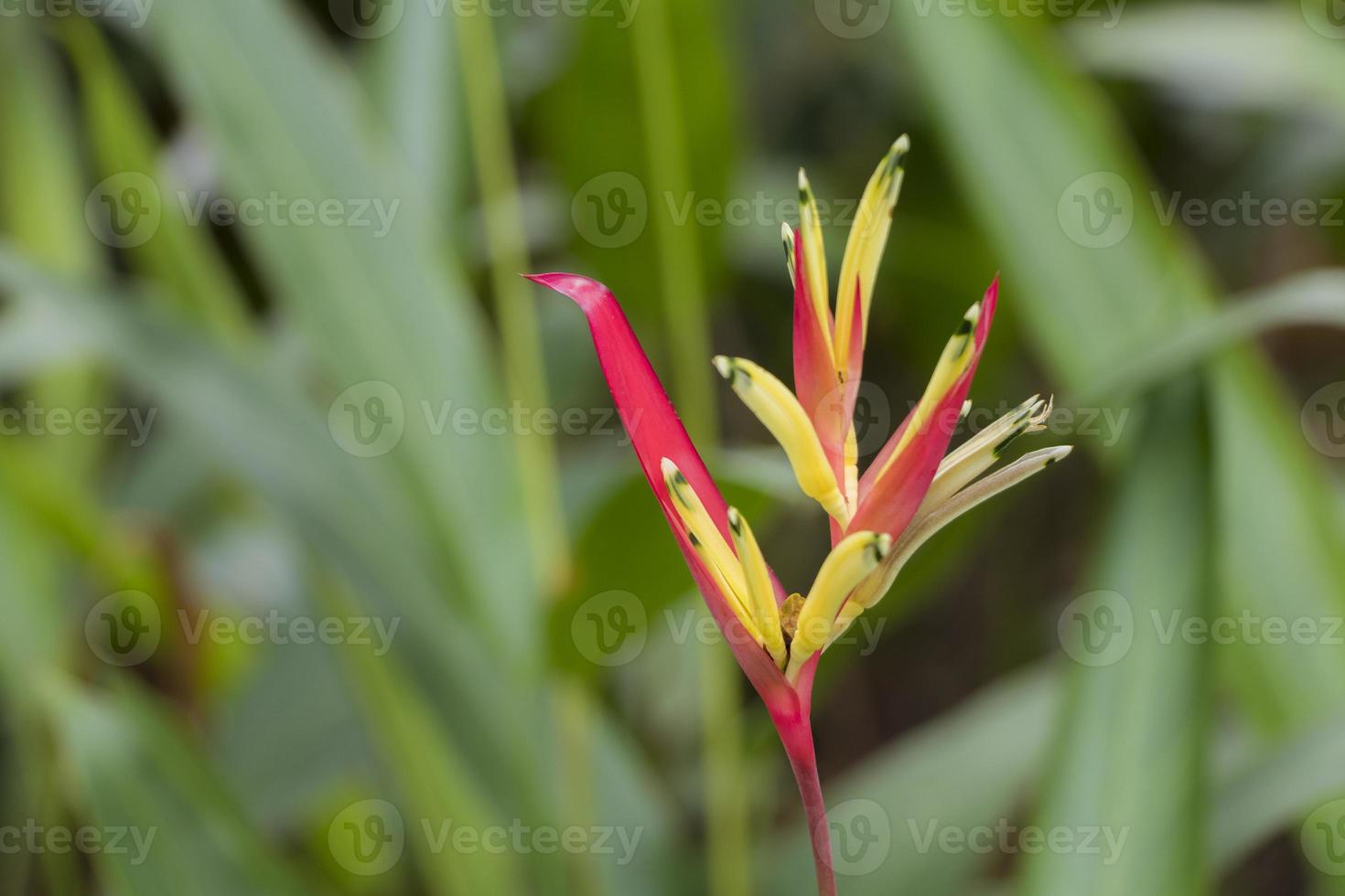 Hermosa flor de heliconia amarilla roja grande de la naturaleza tropical, Malasia. foto