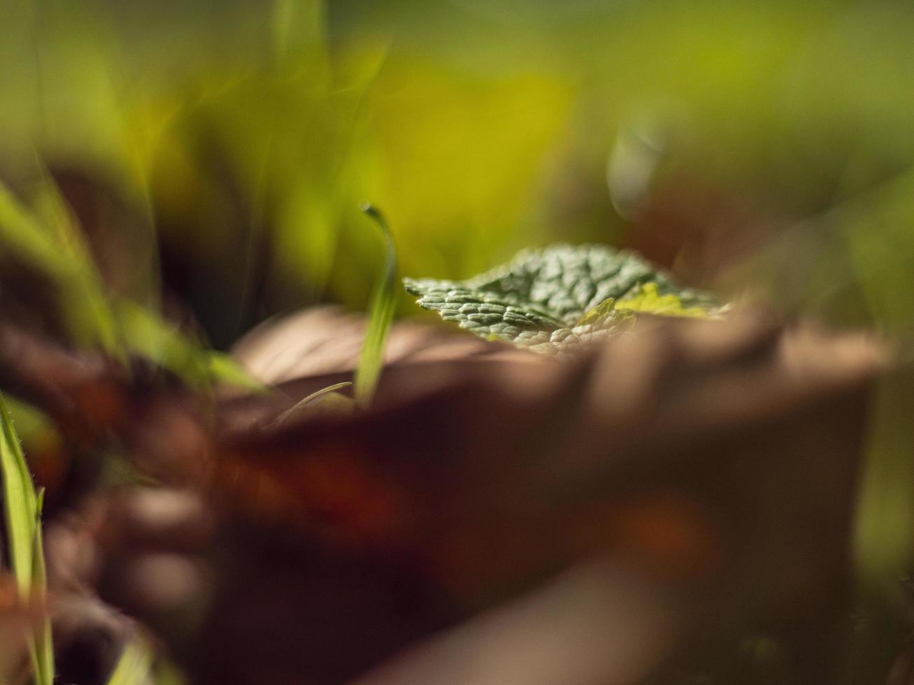 hoja de otoño verde-amarillo sobre un fondo borroso. tiro macro de otoño. hoja de otoño amarillenta. hoja de árbol con hermoso bokeh foto