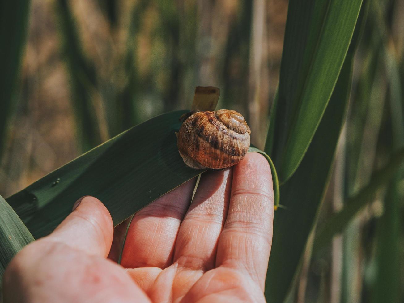 A mans hand holds a green leaf on which a large snail crawls. A Big Snail On A Green Leaf. Summer Concept. Wallpaper photo