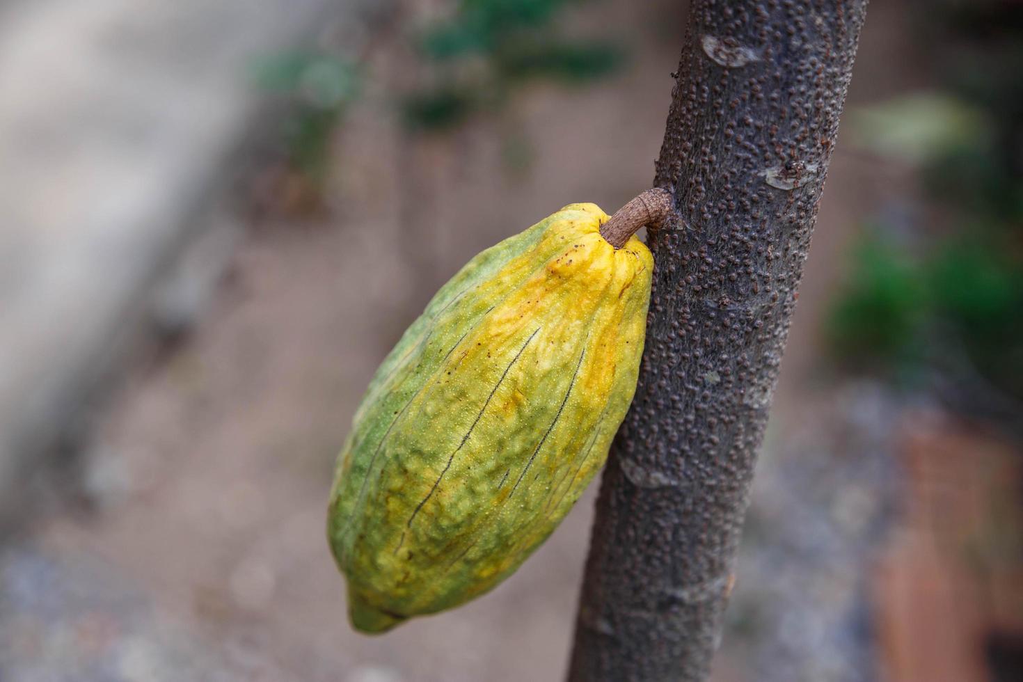 mazorcas de cacao frescas del árbol del cacao foto