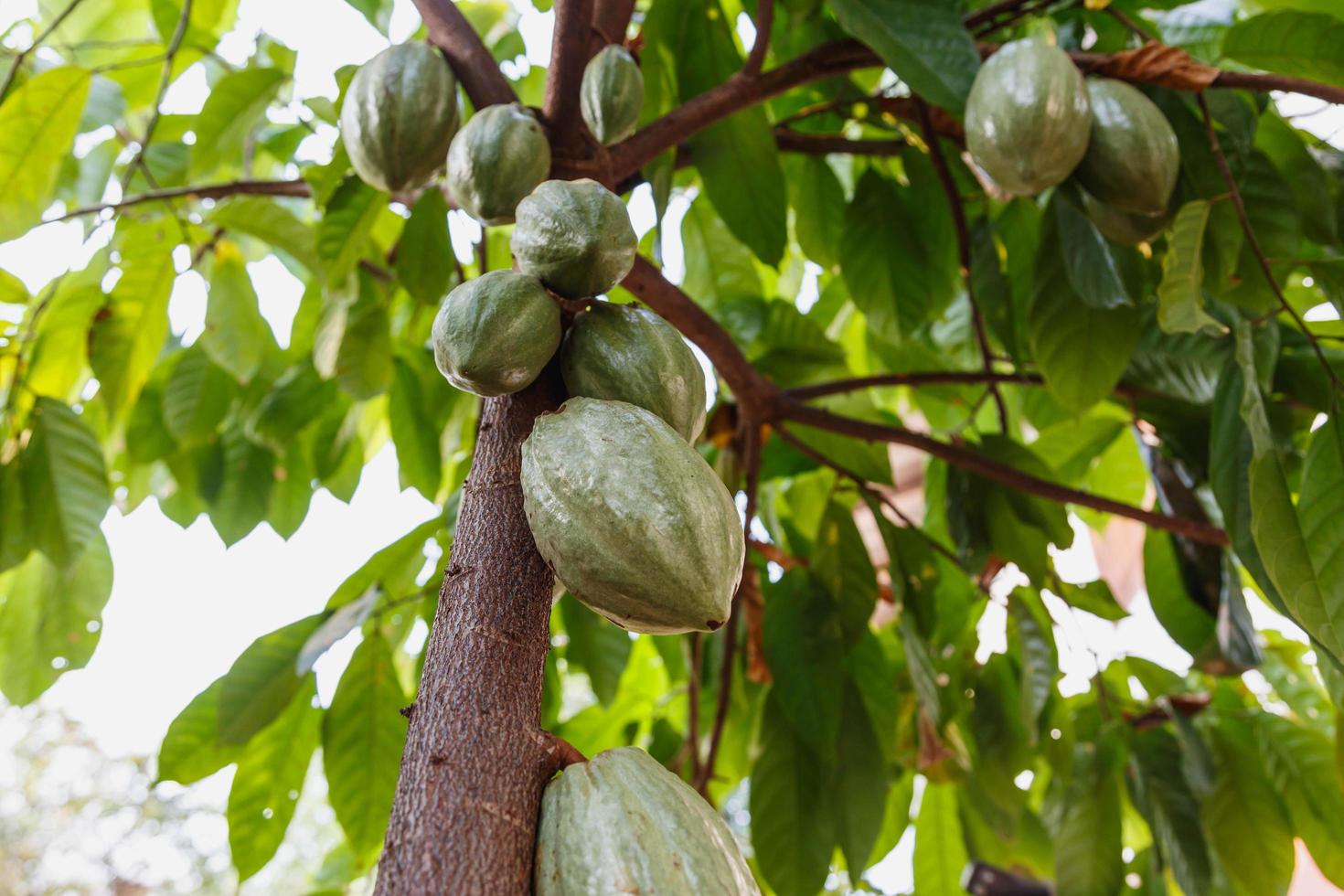 mazorcas de cacao frescas del árbol del cacao foto