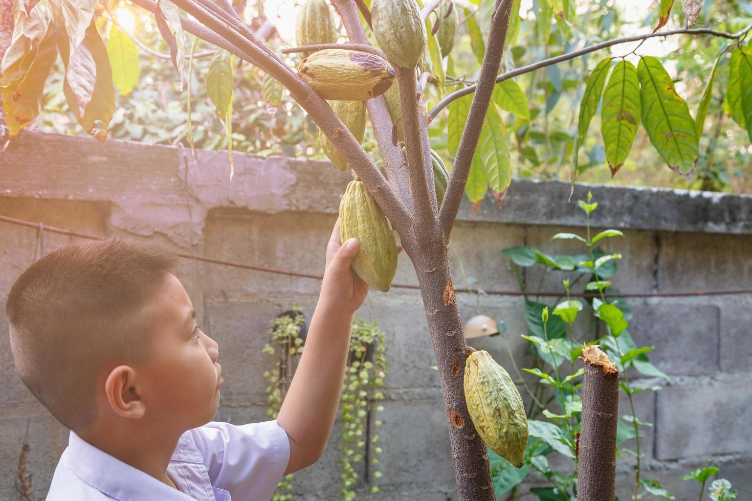 Fresh cocoa pods in hand photo
