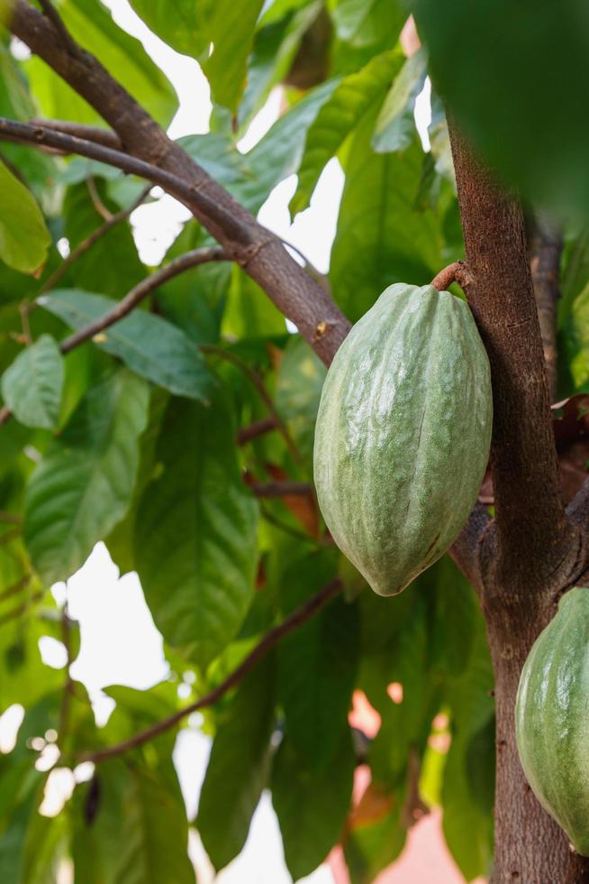 mazorcas de cacao frescas del árbol del cacao foto