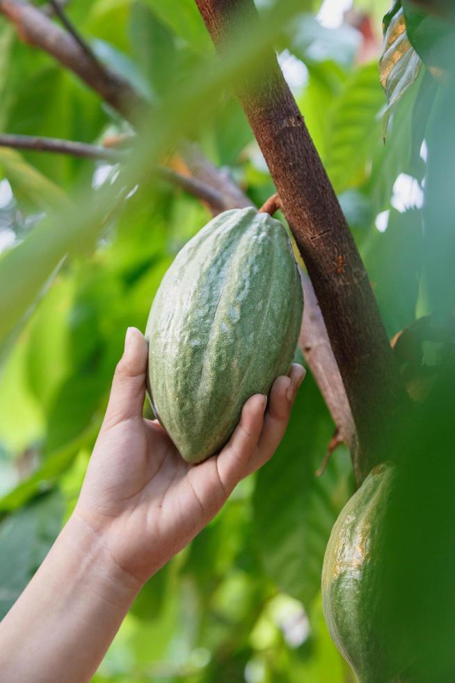 mazorcas de cacao frescas en la mano foto