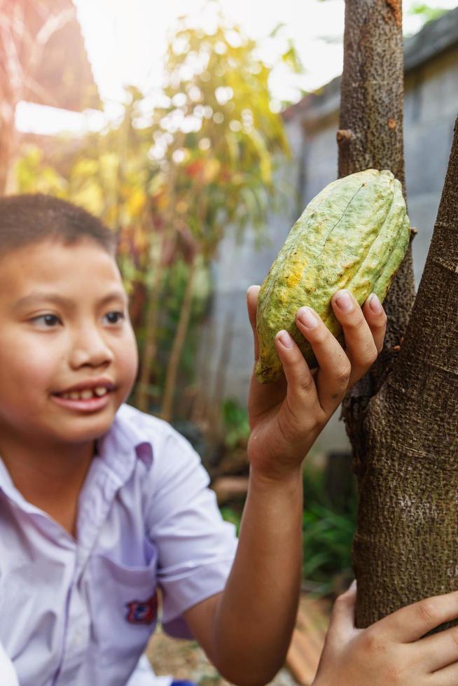 Fresh cocoa pods in hand photo