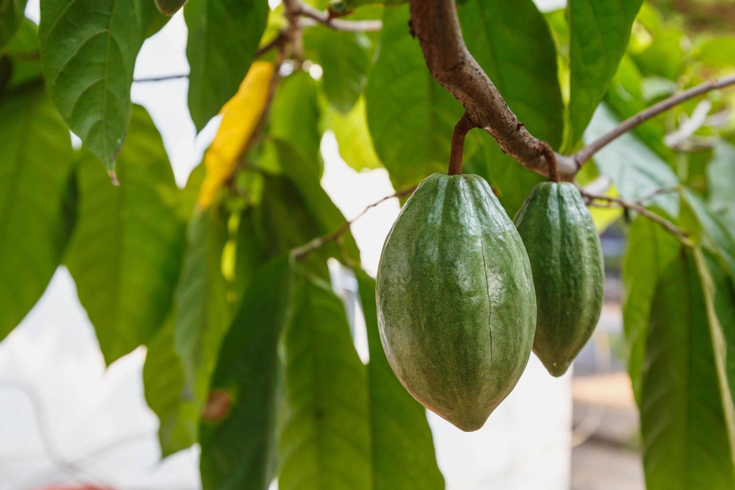 mazorcas de cacao frescas del árbol del cacao foto