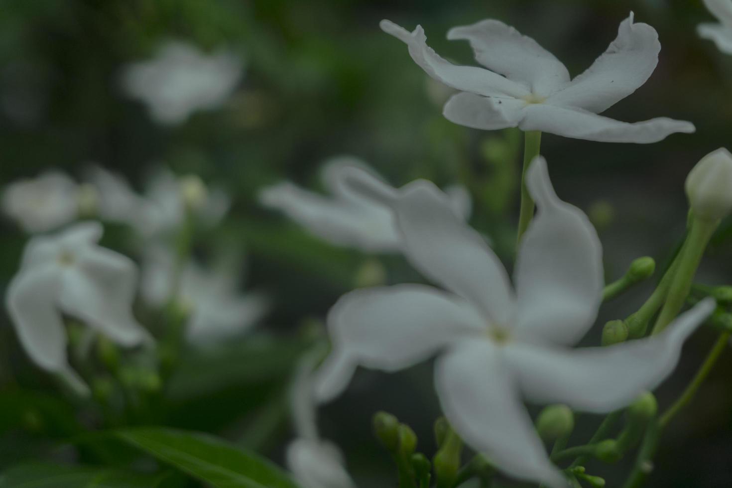 Foto de desenfoque de flor de jazmín blanco