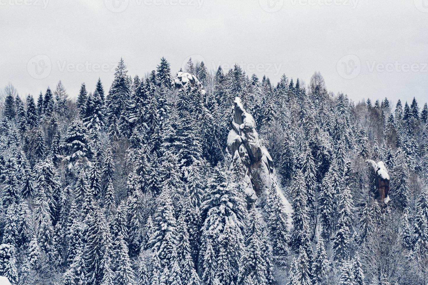 hermoso paisaje de invierno con árboles nevados foto