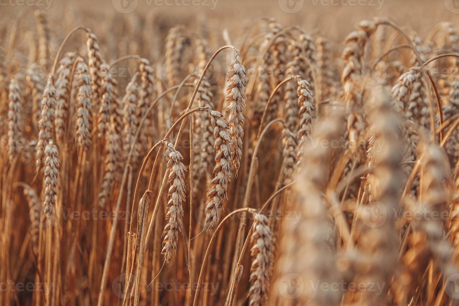 Fondo de maduración de espigas de trigo. concepto de cosecha y comida. foto