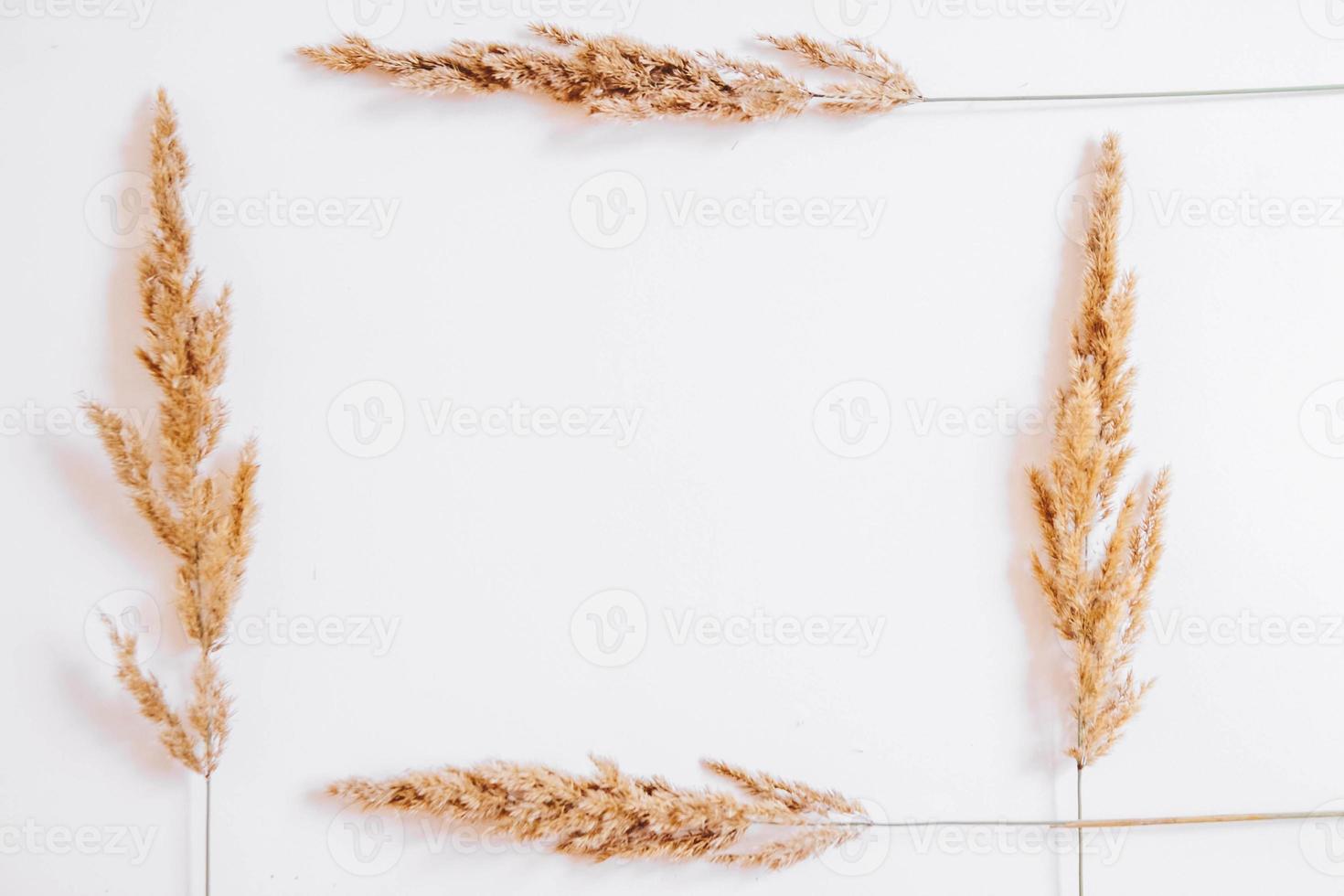 pasto seco sobre un fondo blanco foto