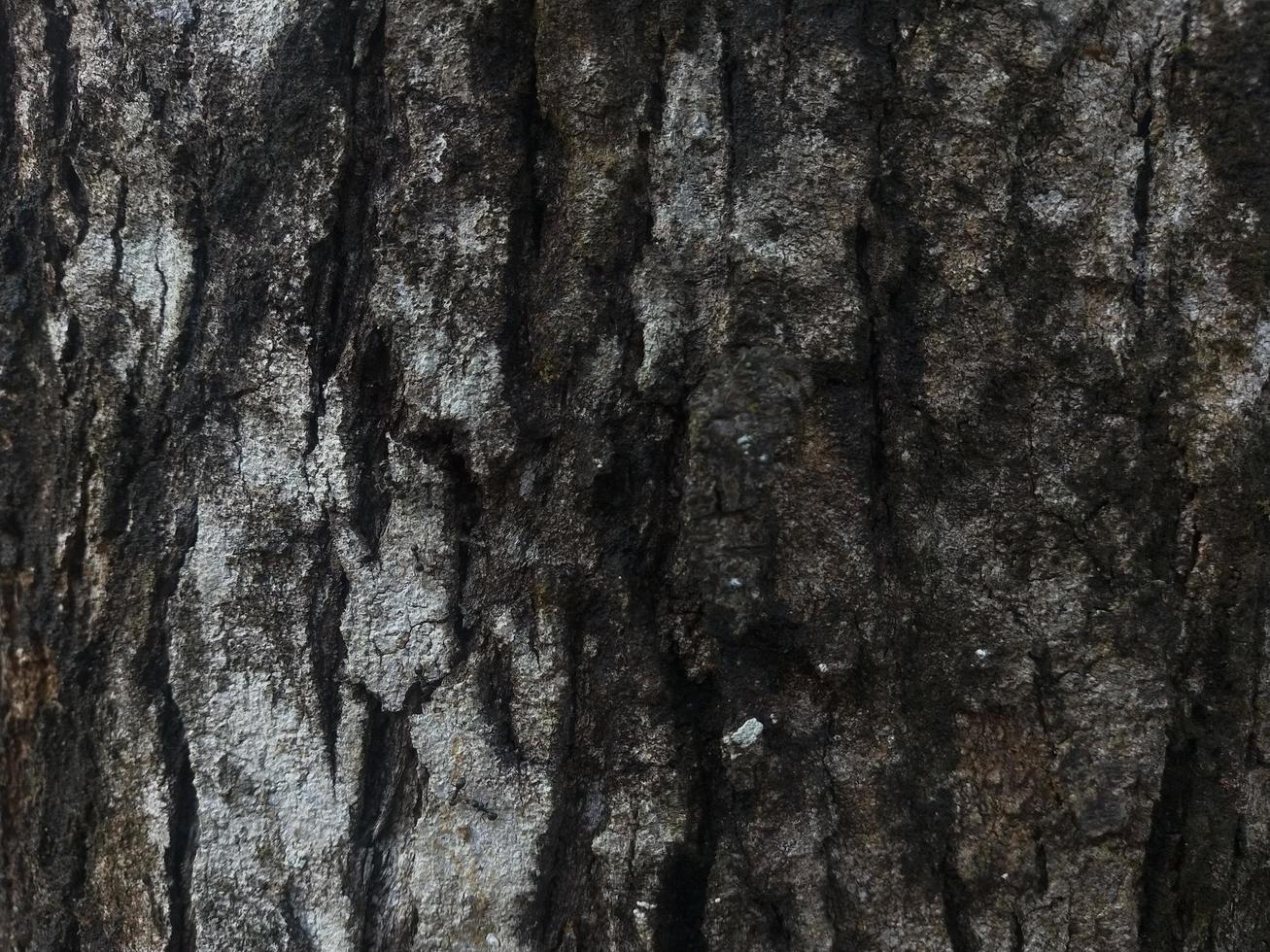 closeup photo of tree texture background