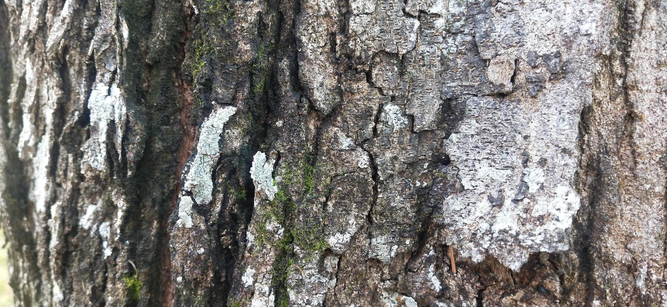 closeup photo of tree texture background