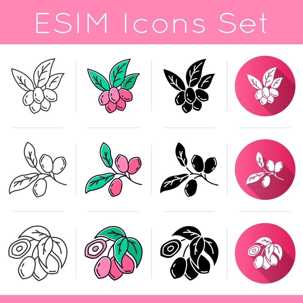 Brazilian flora icons set. Miracle fruit. Linear, black and RGB color styles. Ipe tree. Jojoba. South american plant. Botany. Isolated vector illustrations