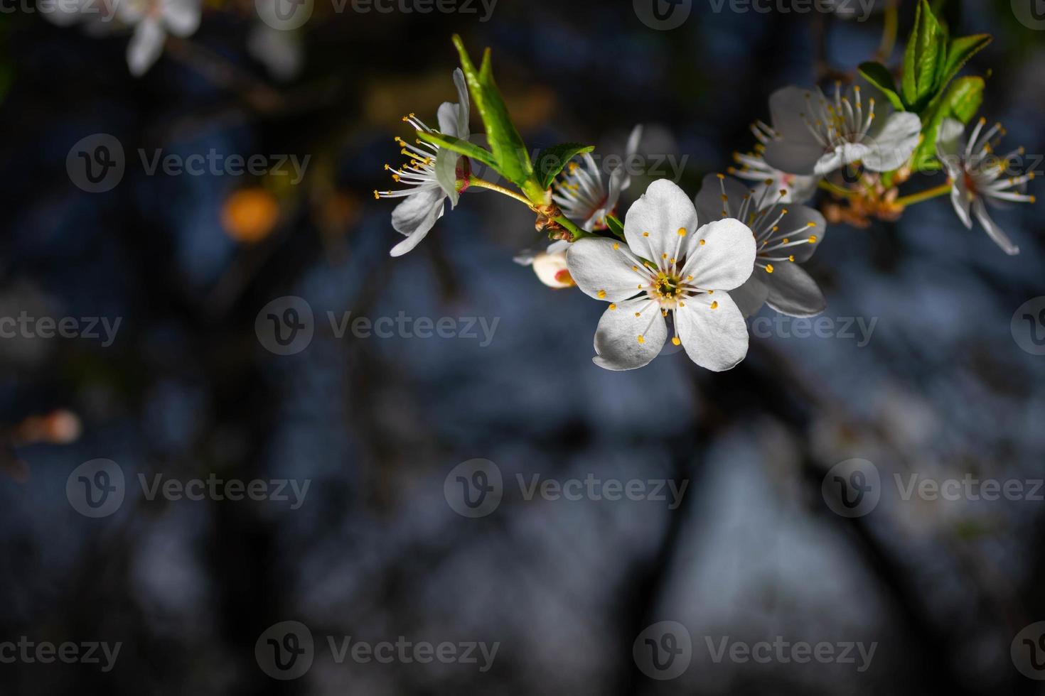 Plum flower on a dark background photo