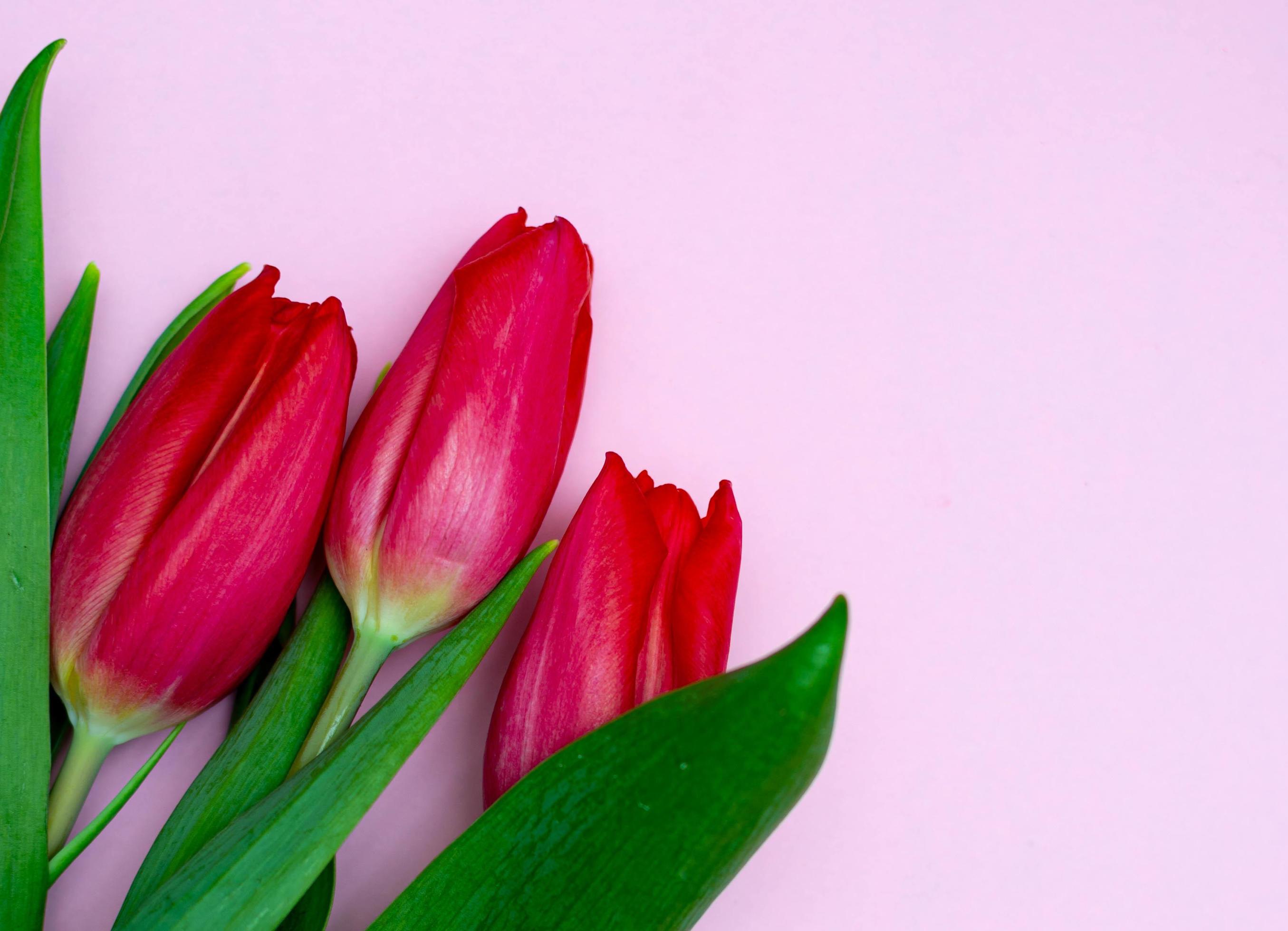 Red tulips on a pink background 4526666 Stock Photo at Vecteezy