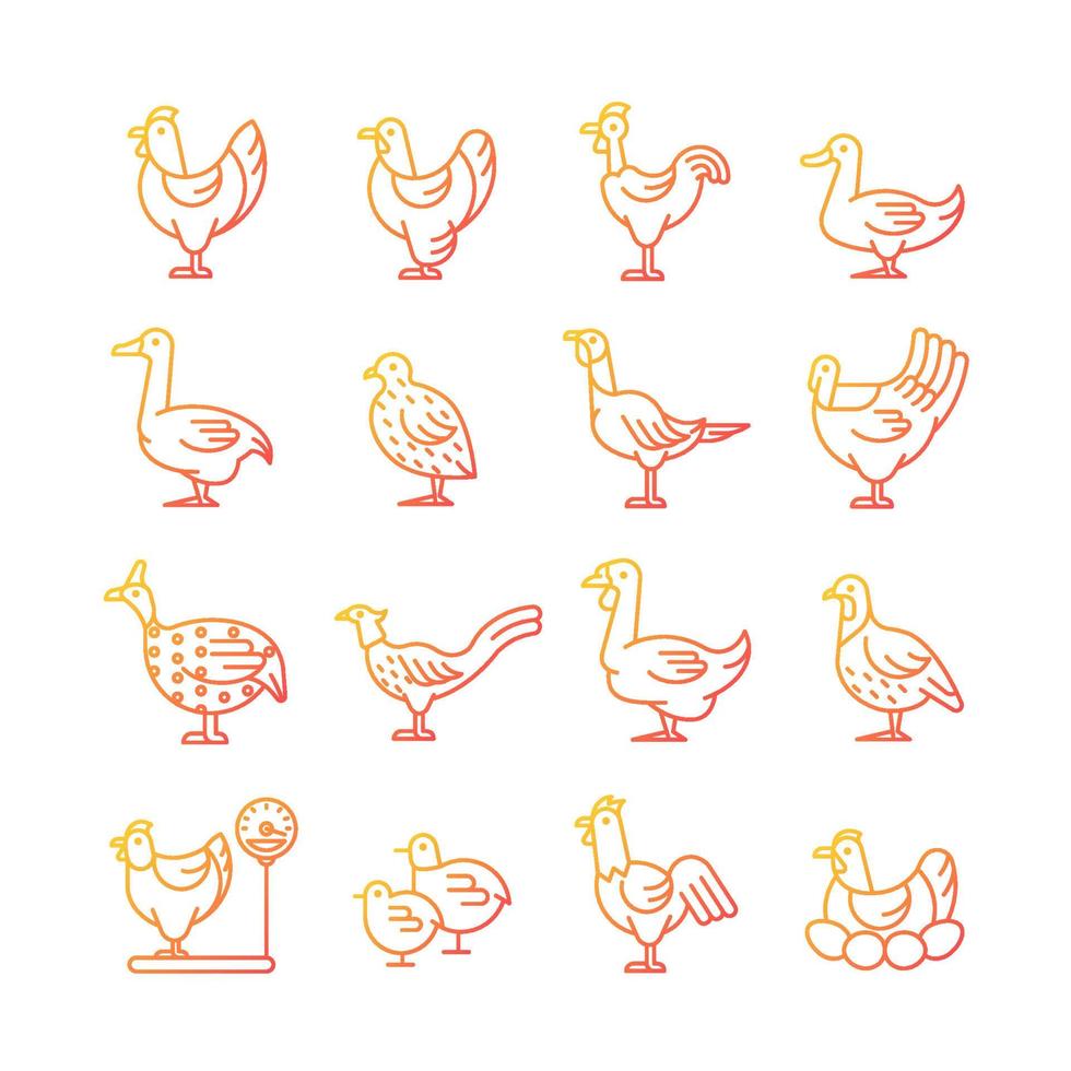 Farm birds for poultry gradient linear vector icons set. Domestic birds. Ducks and geese husbandry. Commercial fowl farming. Thin line contour symbols bundle. Isolated outline illustrations collection