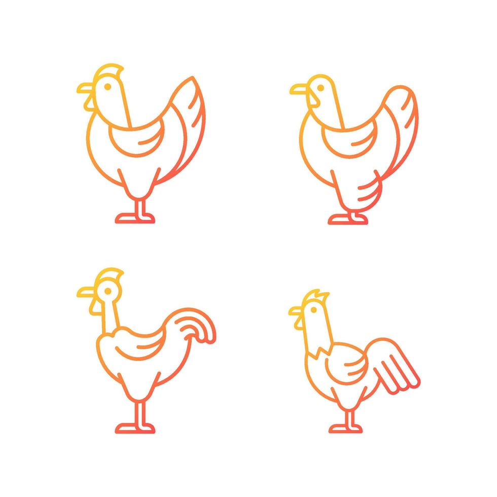 Conjunto de iconos de vector lineal degradado de razas de pollo. gallina brahma. pollo de Transilvania. gallina y gallo. avicultura. paquete de símbolos de contorno de línea delgada. colección de ilustraciones de contorno aislado