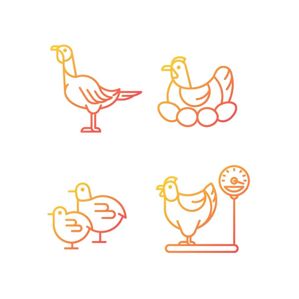 Domestic hens gradient linear vector icons set. Female birds. Turkey and chicken. Brood hen. Poultry farming. Thin line contour symbols bundle. Isolated outline illustrations collection