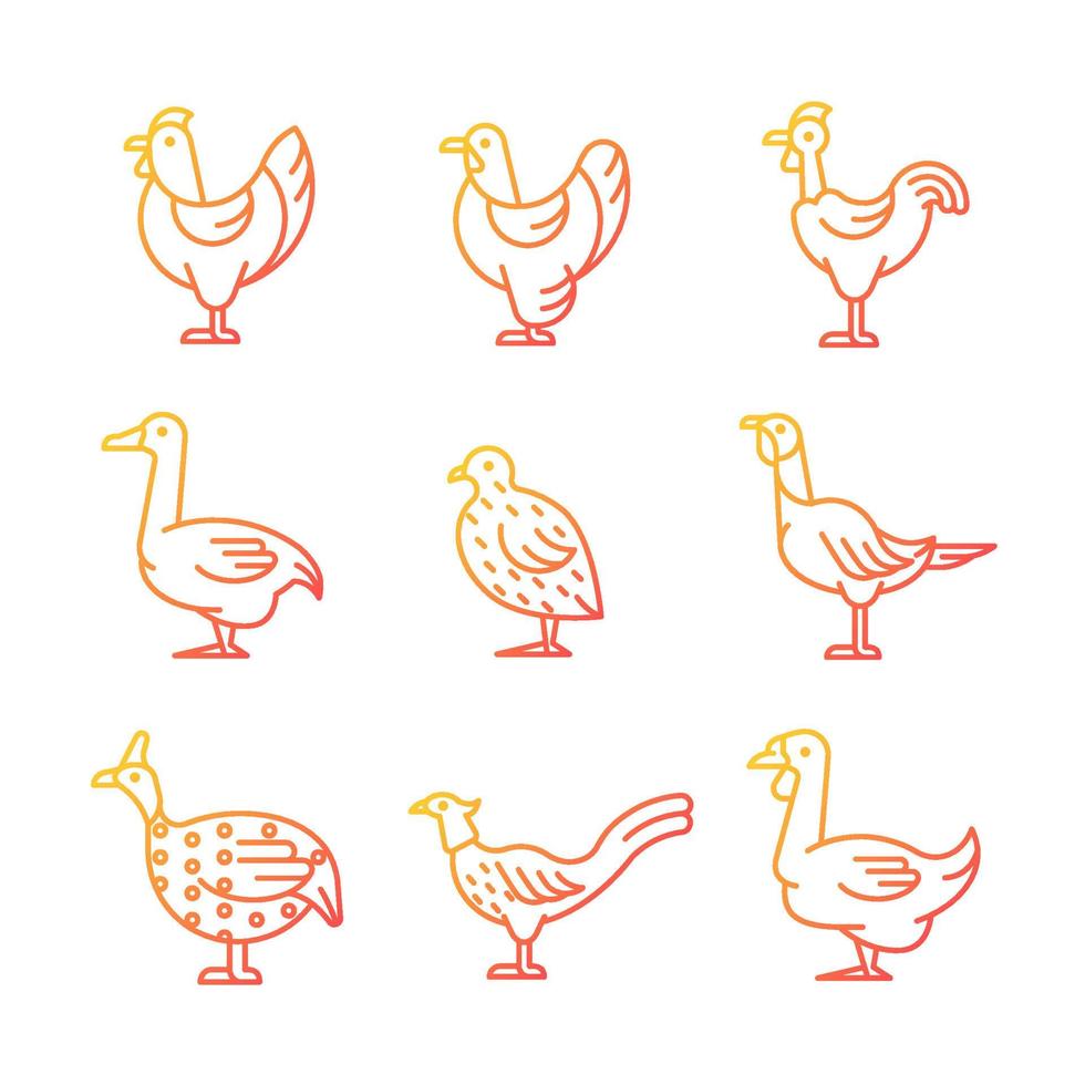 Domesticated birds gradient linear vector icons set. Chicken and geese growth. Bird raising. Commercial poultry farming. Thin line contour symbols bundle. Isolated outline illustrations collection