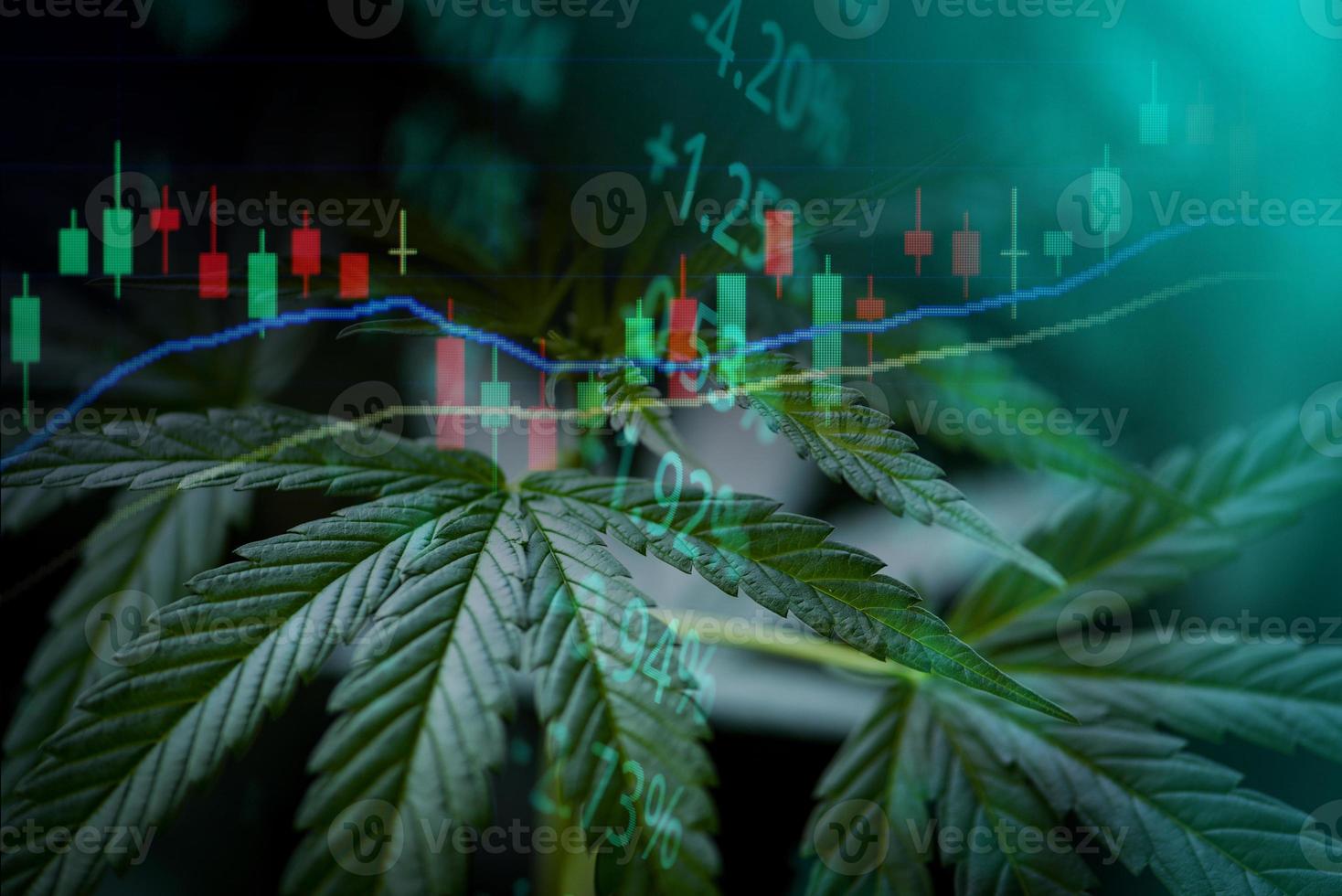 Negocio de cannabis con hojas de marihuana y gráficos de acciones en el mercado de valores Análisis de comercio de bolsa Inversión, Medicina comercial de cannabis Dinero Financiamiento de mayor valor y tendencias de ganancias comerciales foto