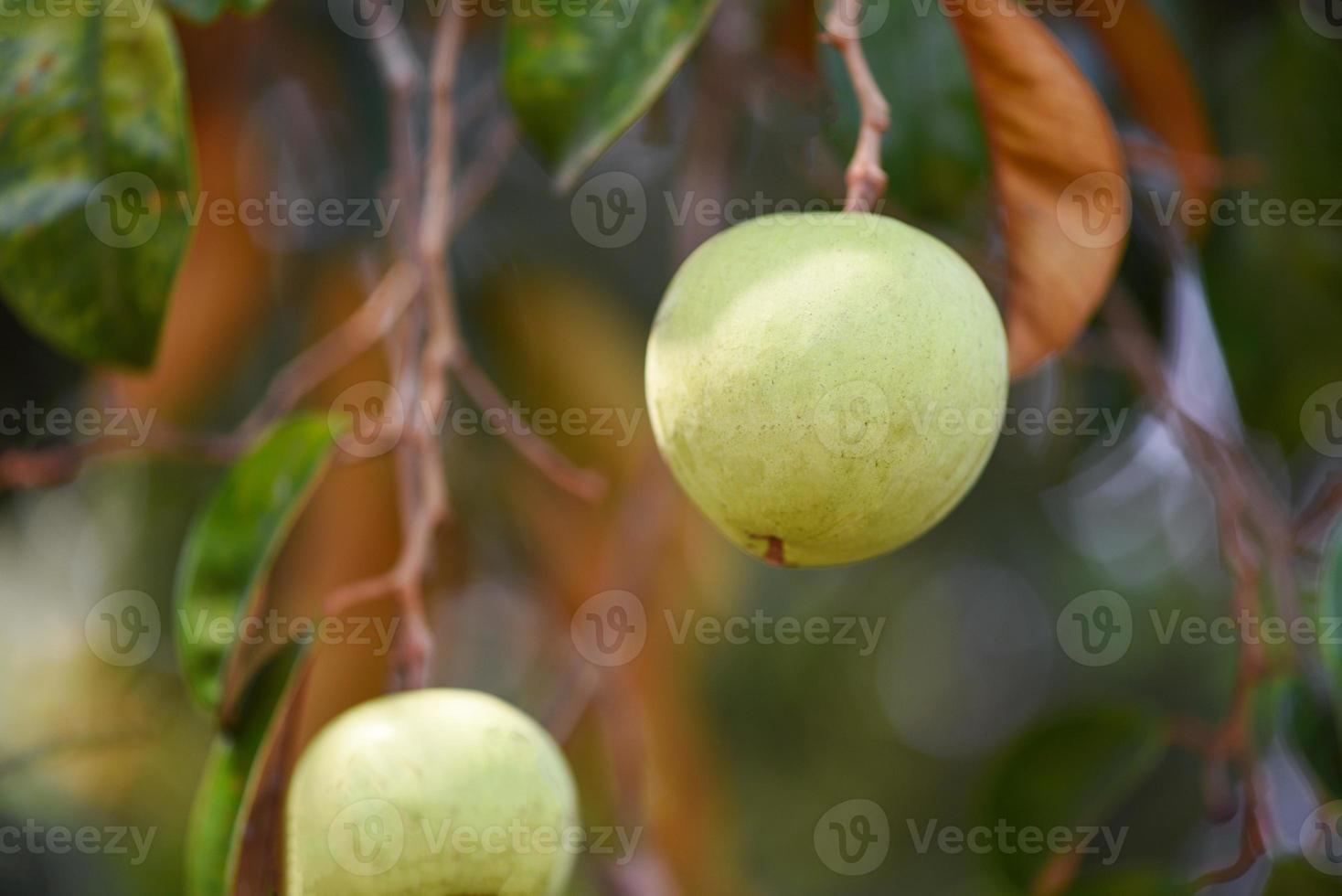 Chrysophyllum cainito or star apple hanging on tree, caimito fruit photo