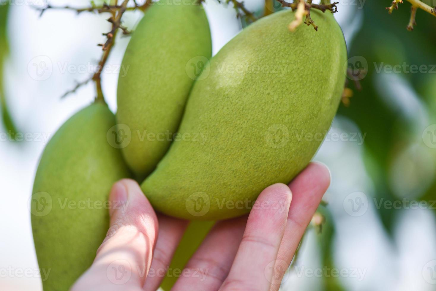 Mango crudo colgando de un árbol con fondo de hojas en el huerto del jardín de frutas de verano, árbol de mango verde foto