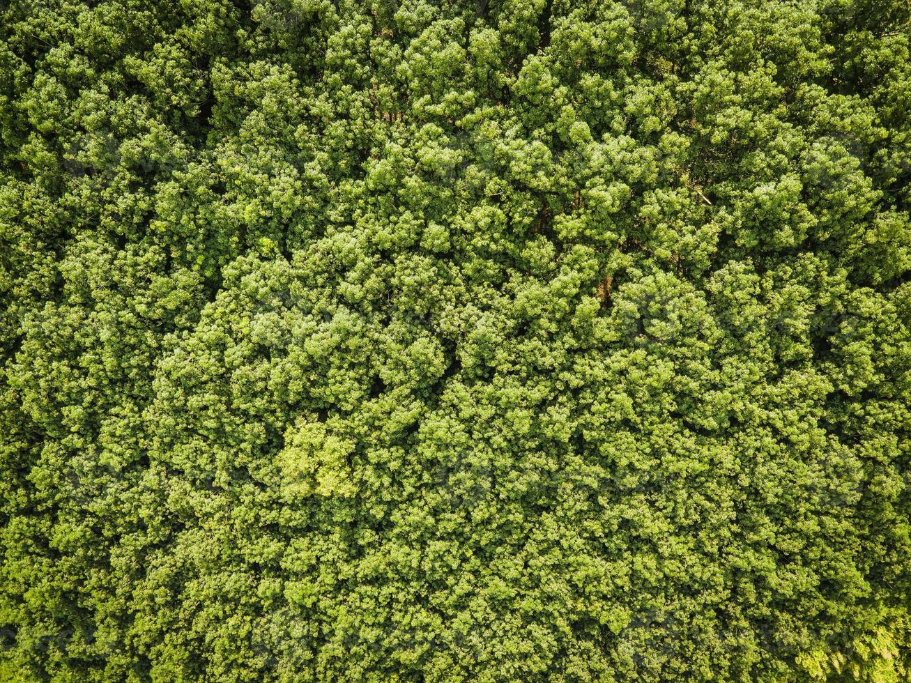 Aerial view forest tree environment forest nature background, Texture of green tree top view forest from above photo