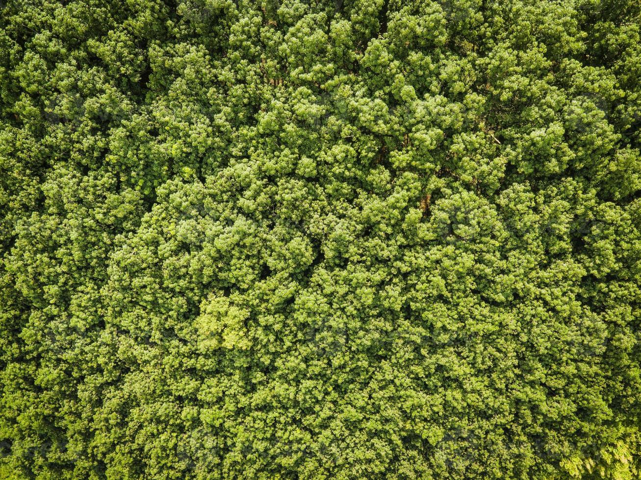 vista aérea bosque árbol ambiente bosque naturaleza fondo, textura de árbol verde vista superior bosque desde arriba foto