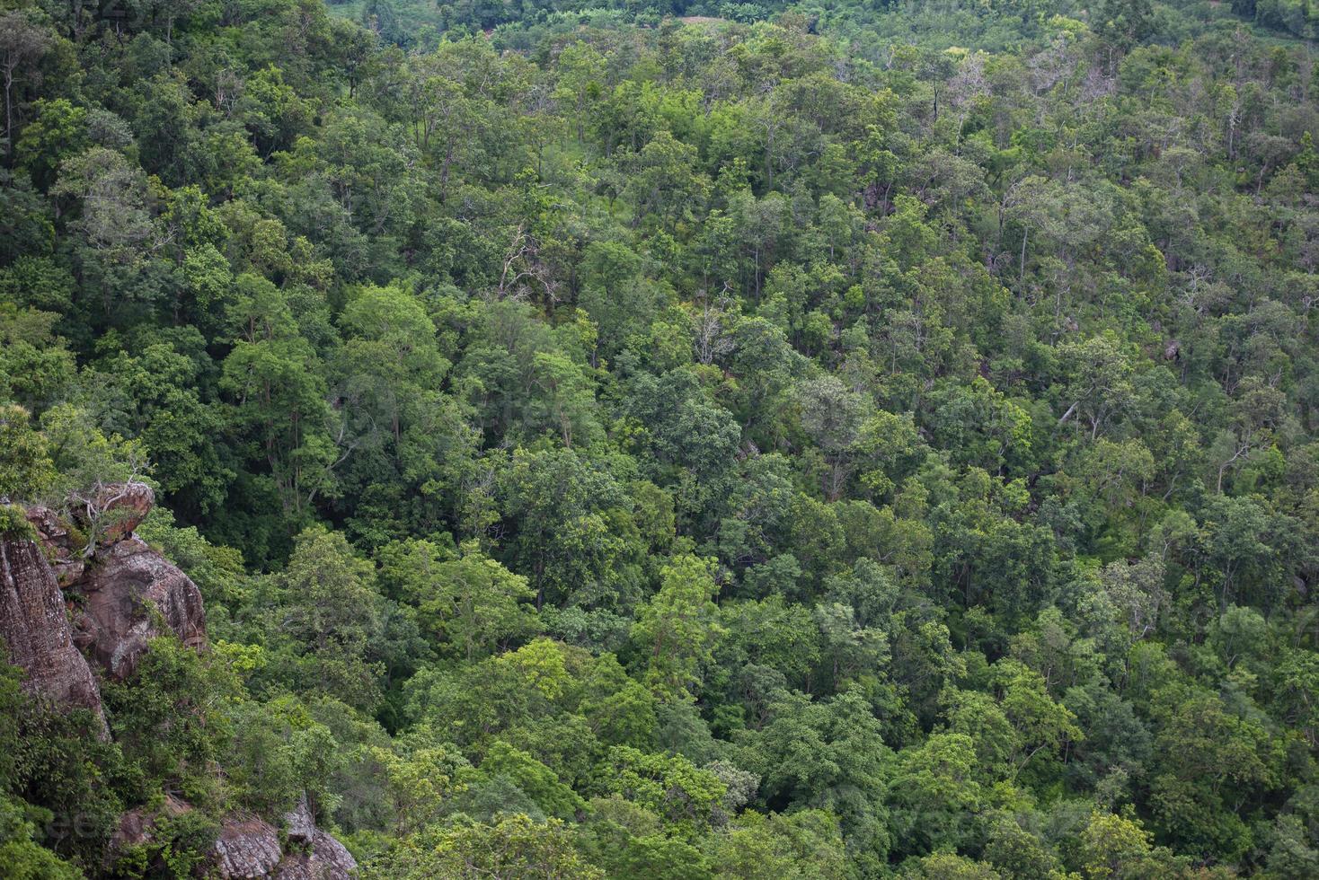 forest trees background - jungle nature green tree on the mountain top view , forest landscape scenery of river in southeast Asia tropical wild photo