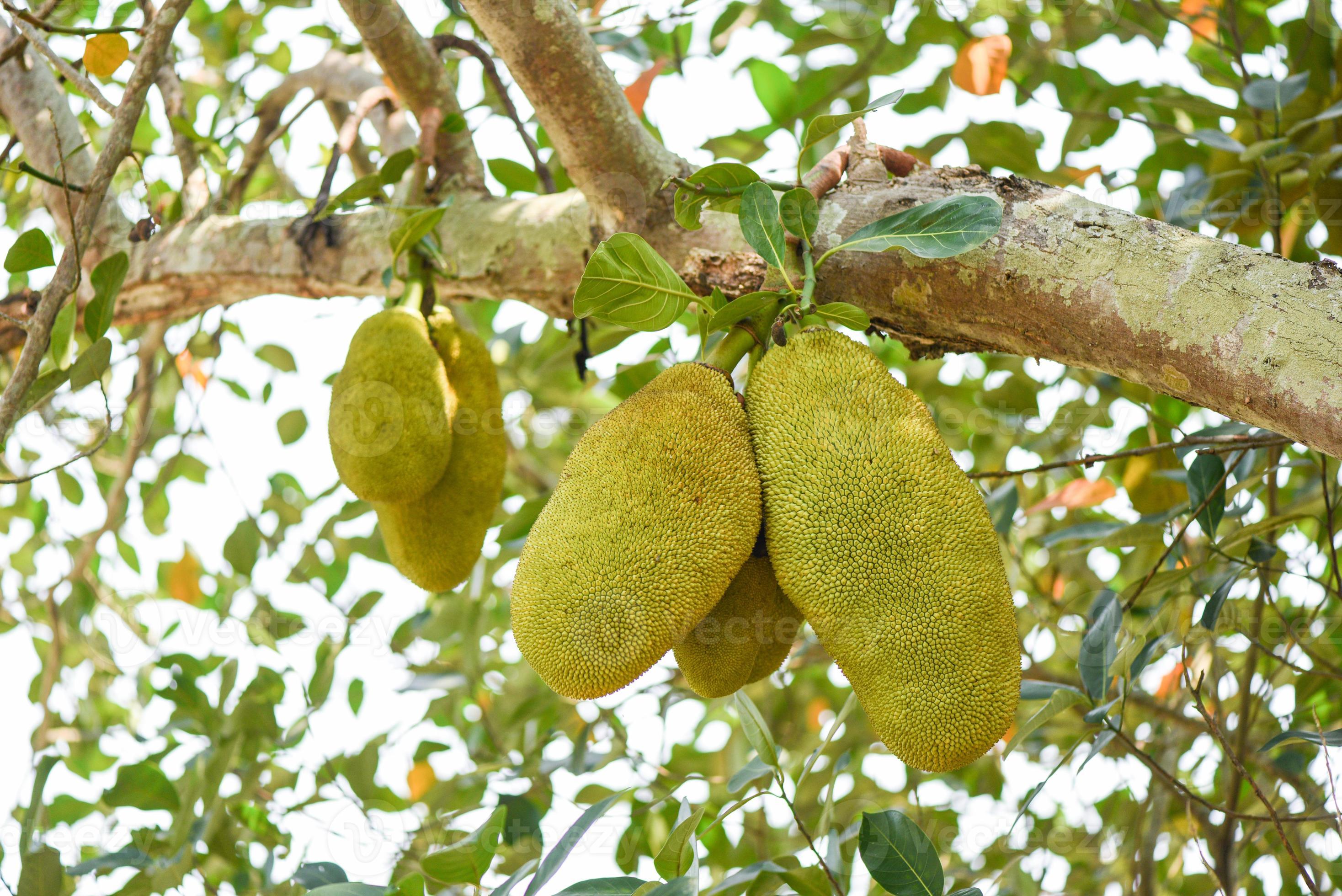 Jackfruit on jackfruit trees are hanging from a branch in the tropical