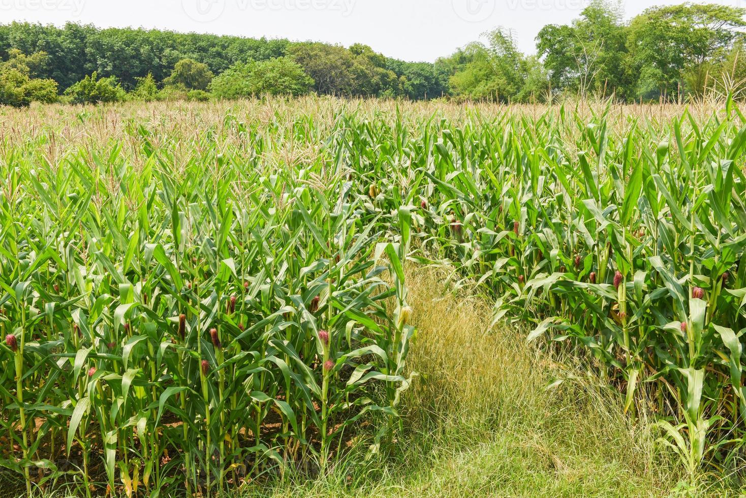 Green corn field, Corn cob on corn field in plantation agriculture Asian photo