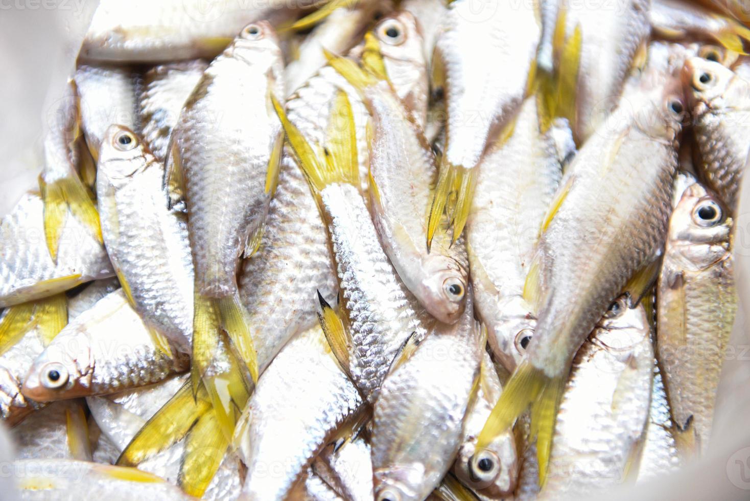 Peces de agua dulce poco - pez cola amarilla del río Asia foto