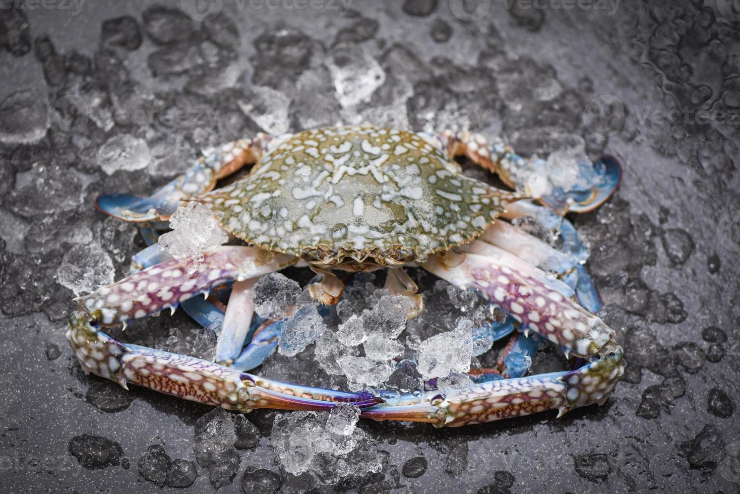 Seafood crab on ice - Fresh raw Blue Swimming Crab ocean gourmet with ice on dark background in the restaurant photo