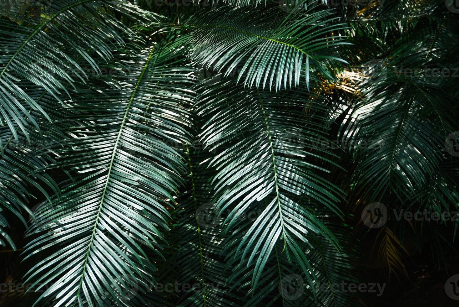 Plam leaves natural green pattern on dark background - Leaf beautiful in the tropical forest plant jungle photo