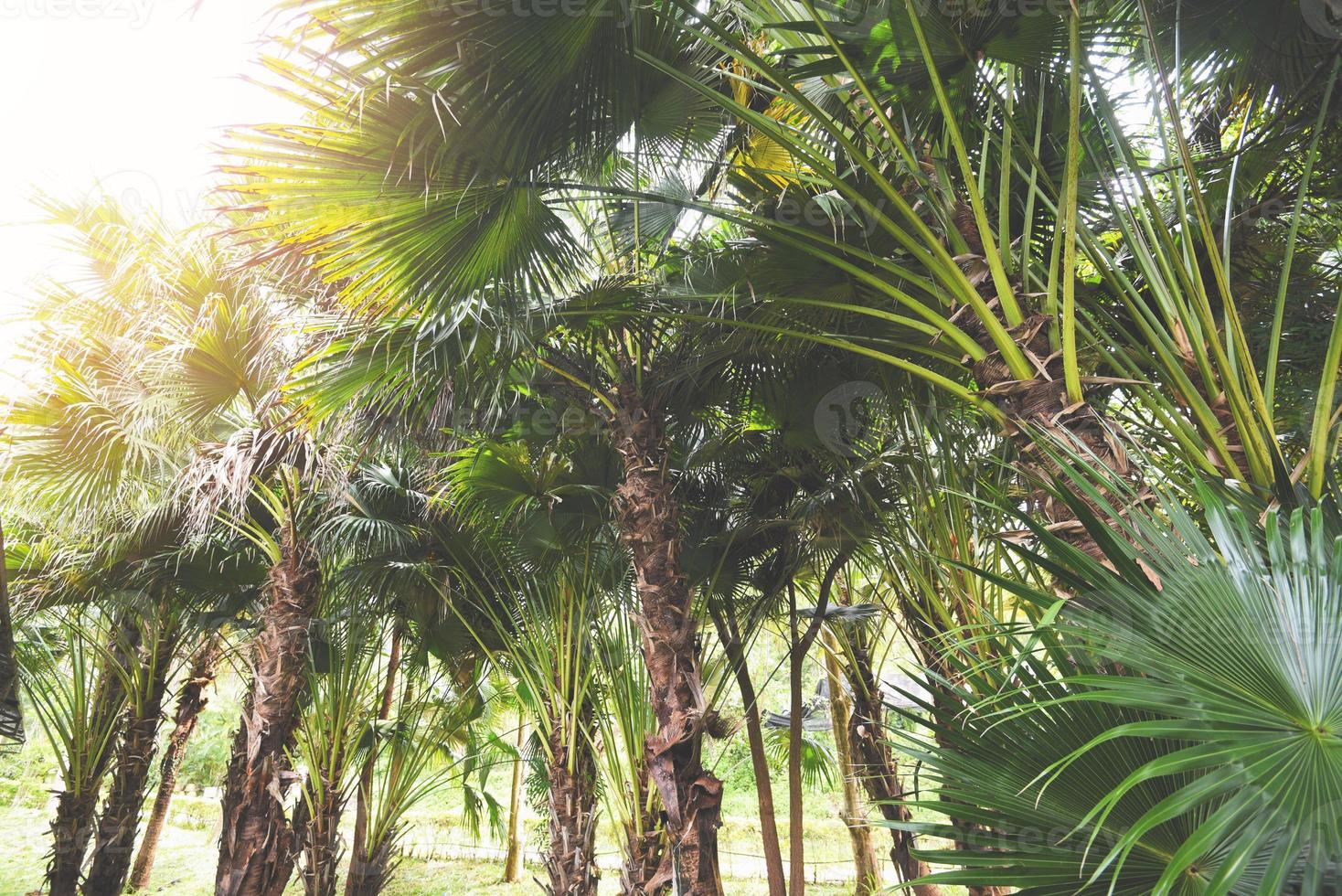 tropical palm tree in the palm garden agriculture asia in summer photo