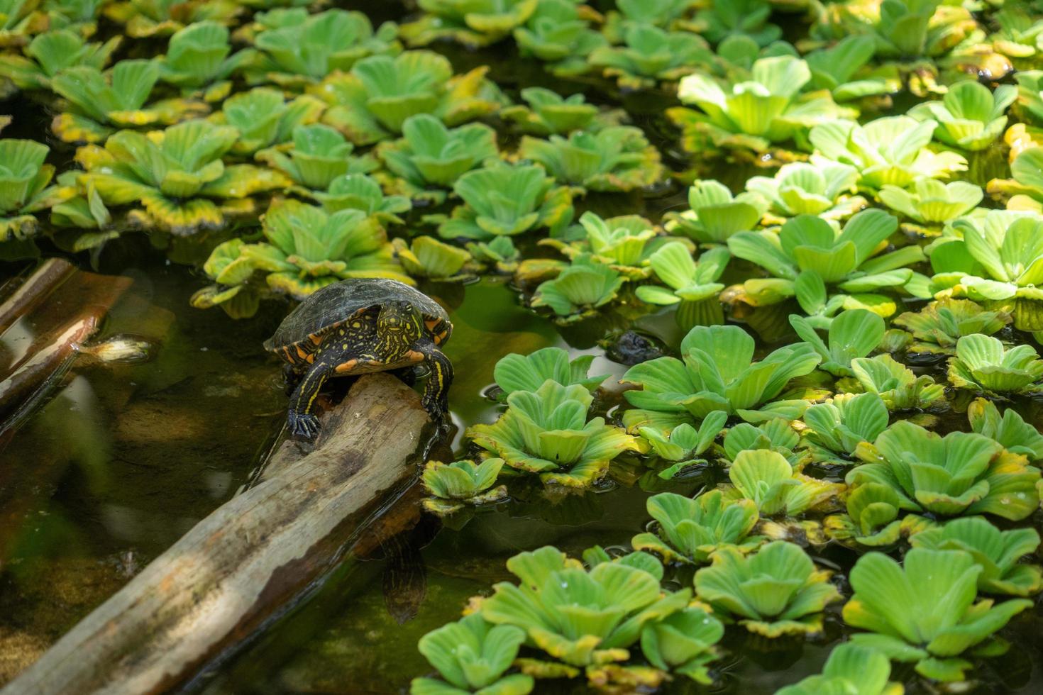 Turtle in the Amazon Region photo