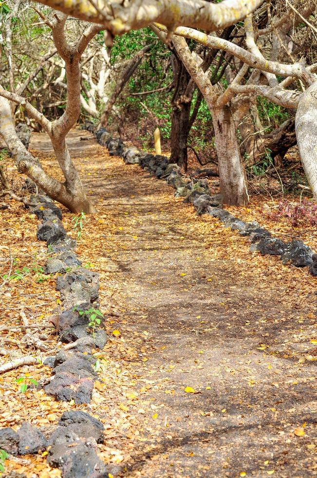 A path through the trees photo