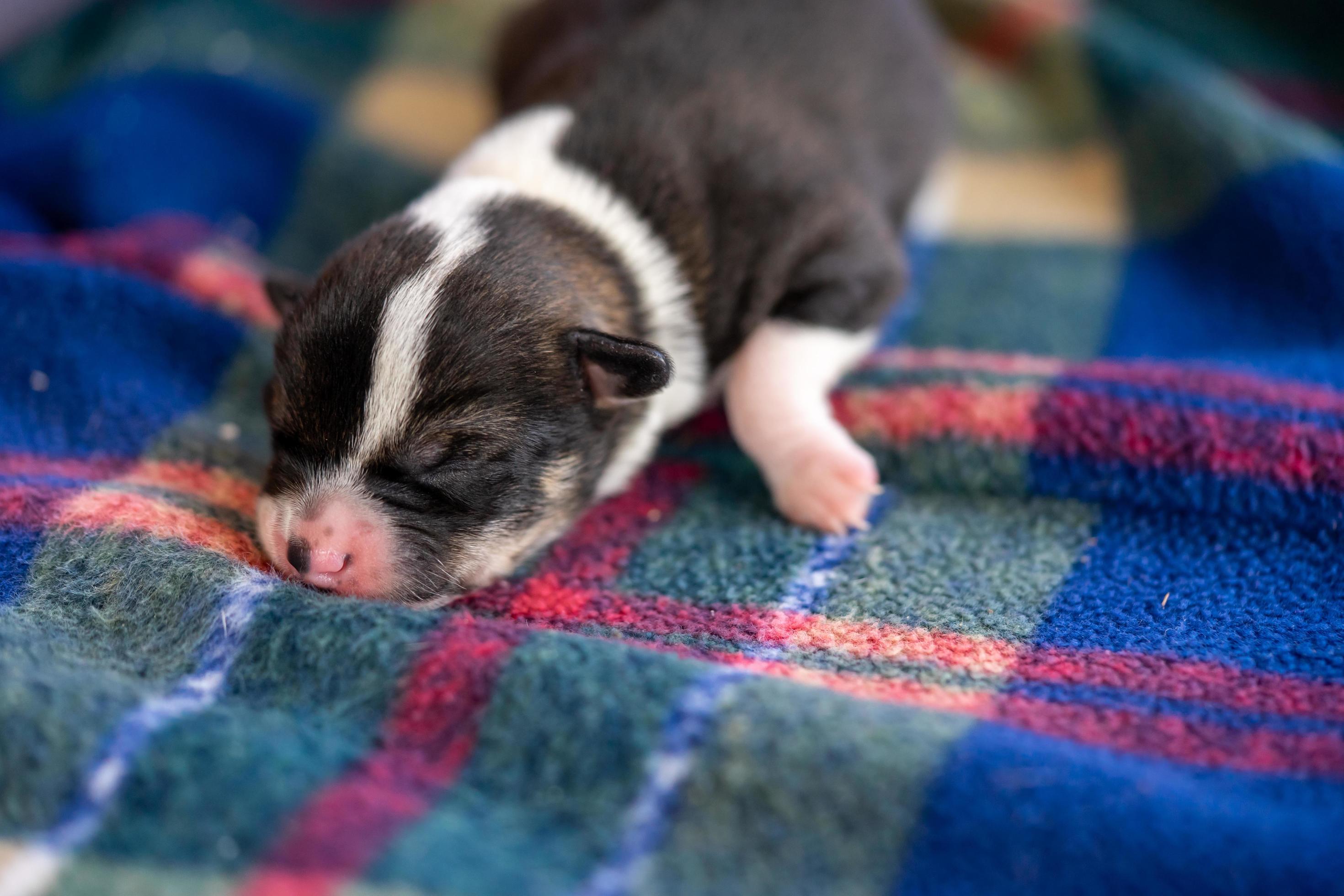 A two week old puppy 4528703 Stock Photo at Vecteezy