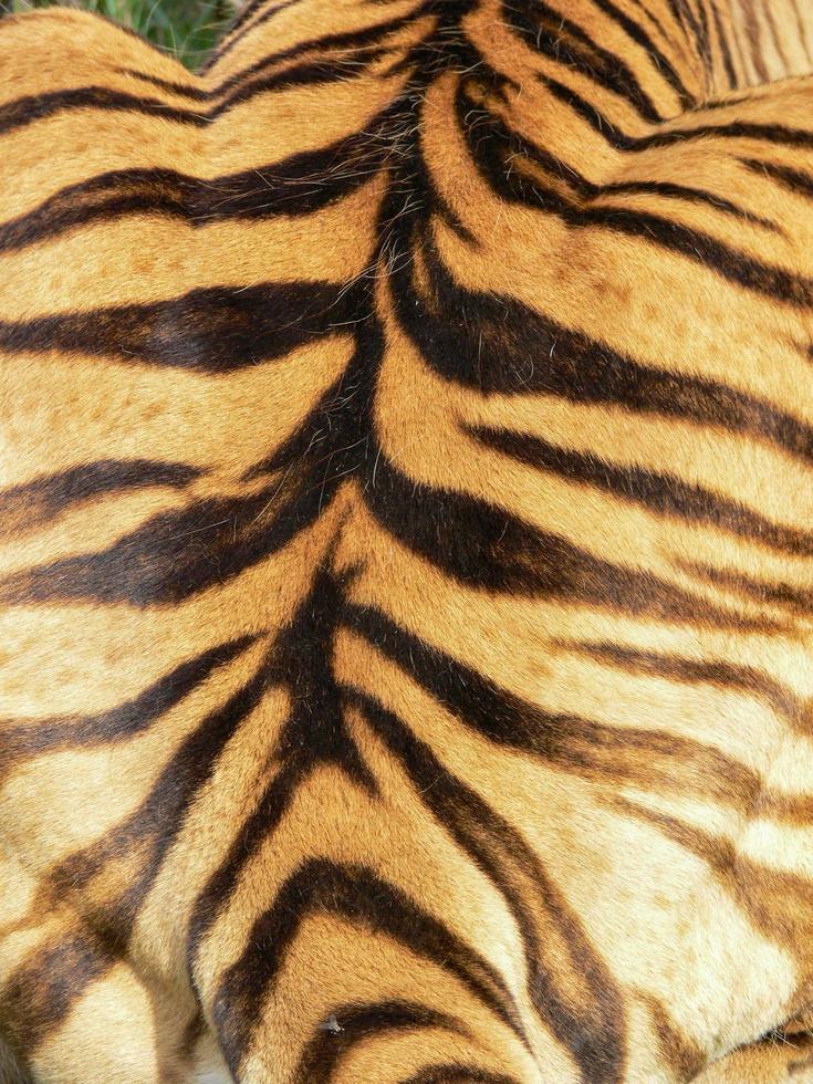 The Evolutionary Advantage Of Tiger Stripes - yatgtkw