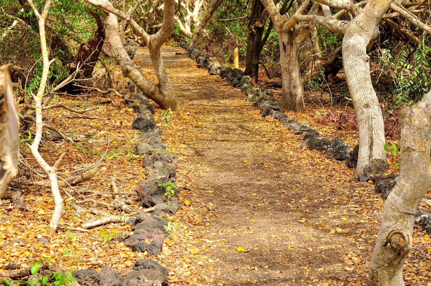 A path through the trees photo