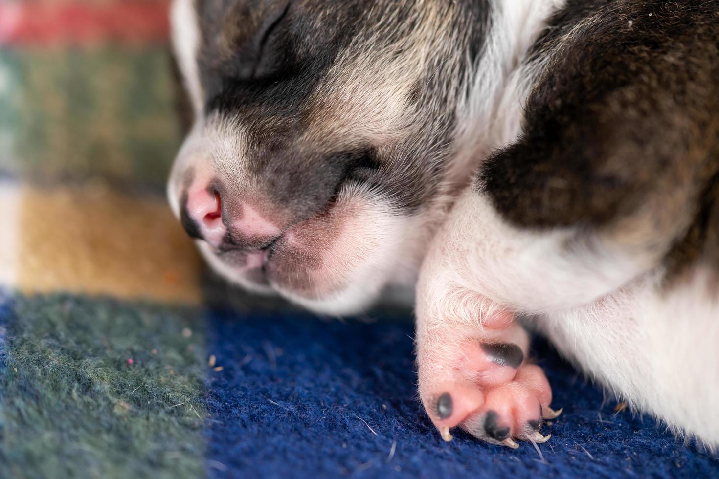 A two week old puppy photo