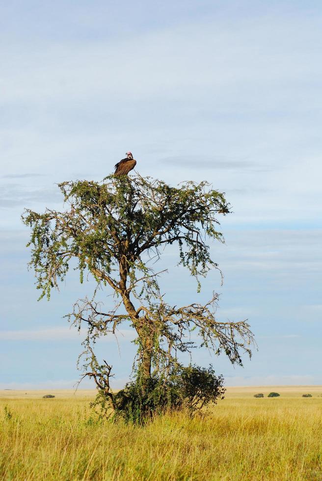 a vulture in a tree photo