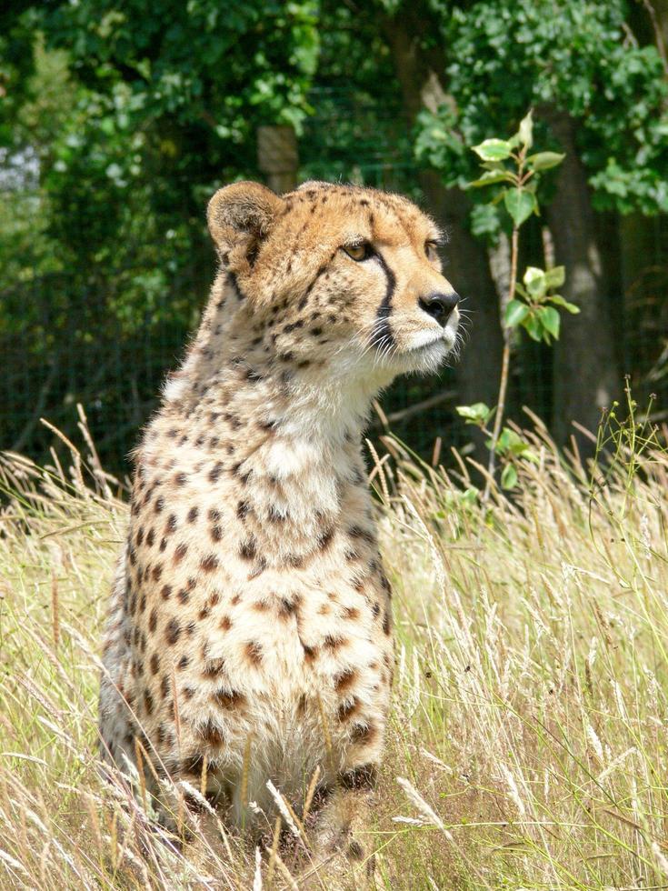 guepardo en un entorno de zoológico foto