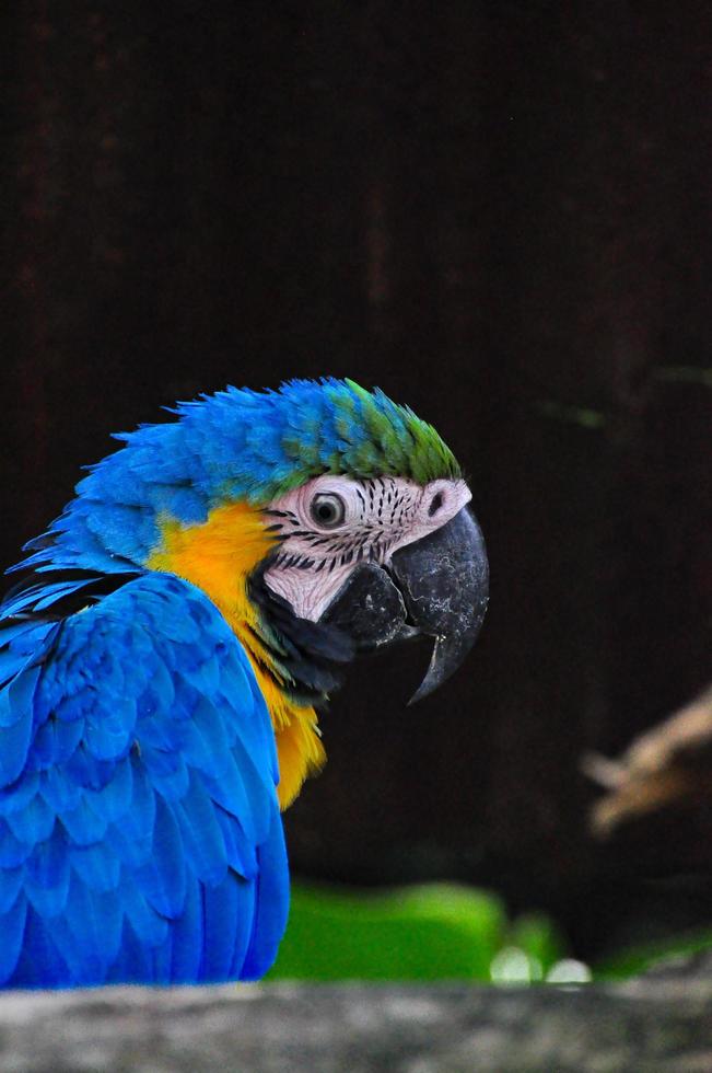 A single parrot sitting on a branch photo