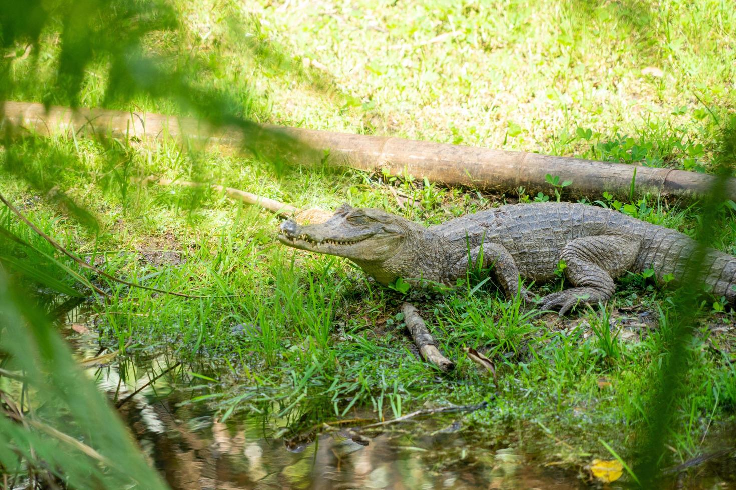 A caiman on the banks of a lagoon, Amazonia, Ecuador photo