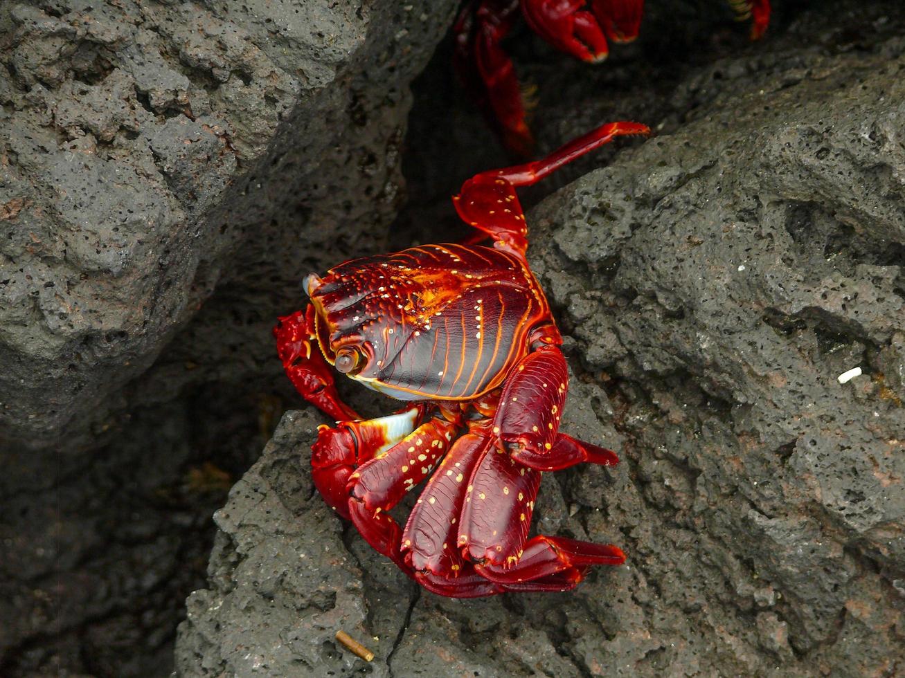 Sally Light Foot Crab photo