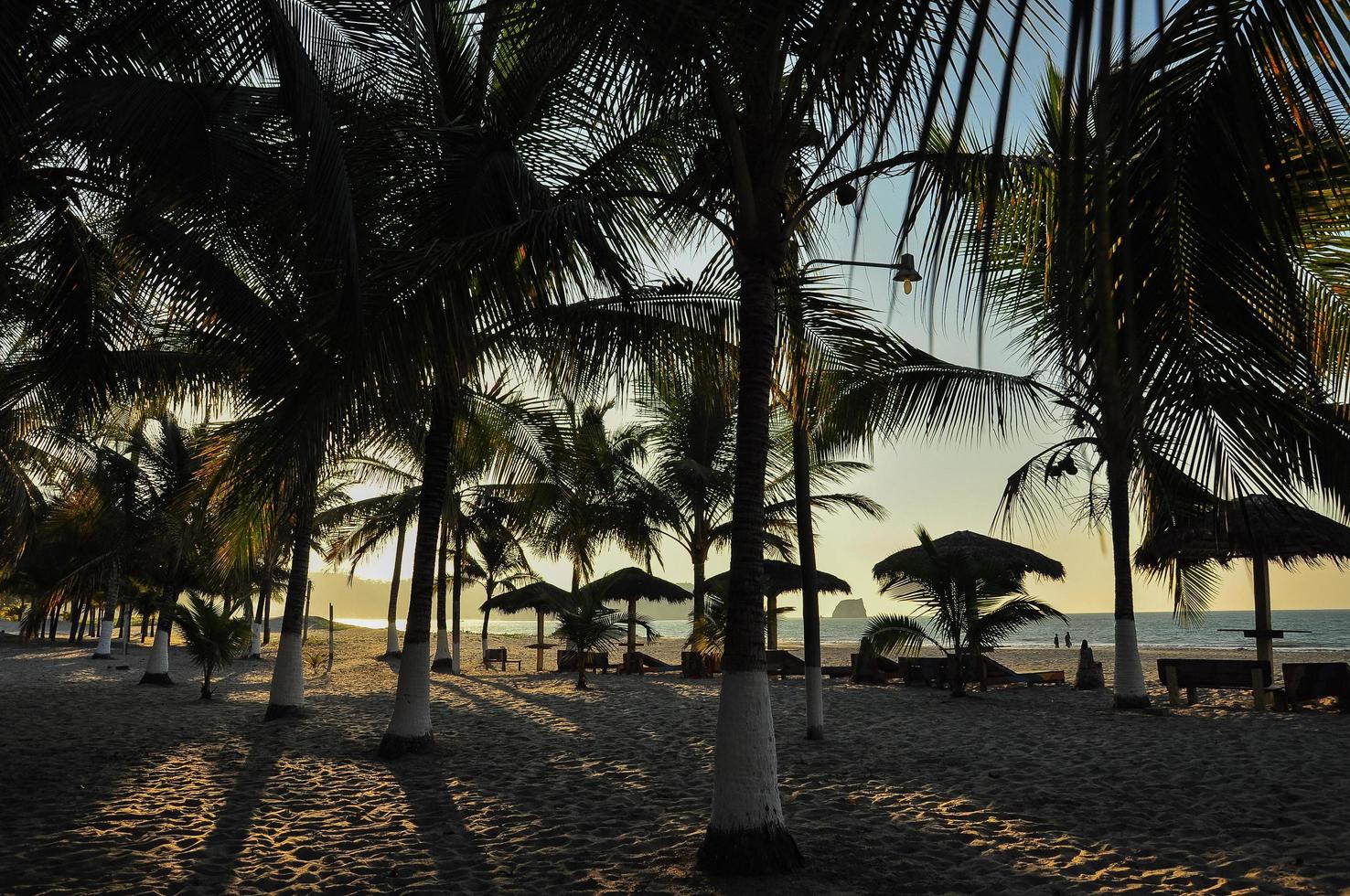 Palm Trees on the beach photo