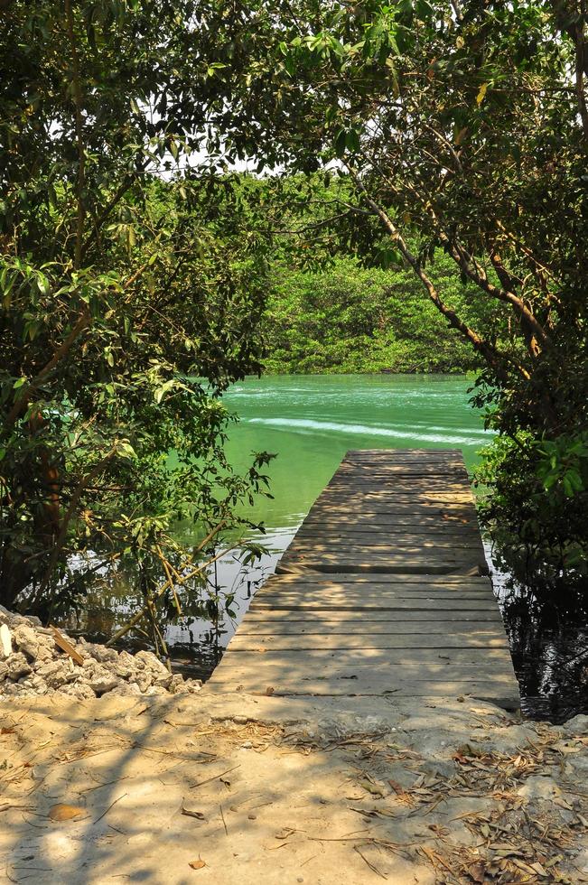 un muelle que conduce al agua verde foto