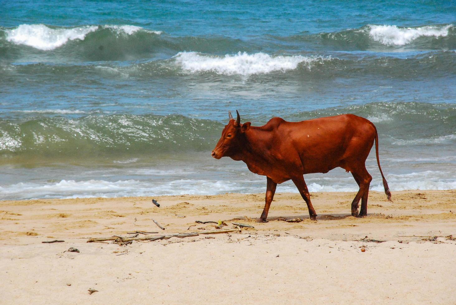 vaca en la playa foto