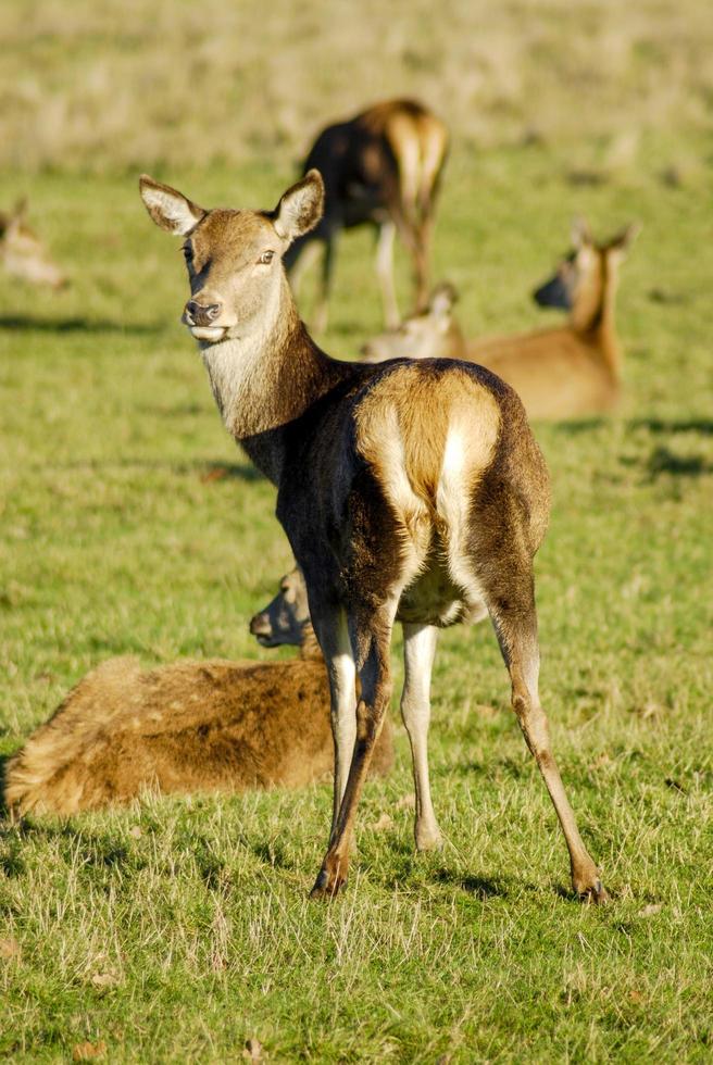 Wild Deer in a park photo